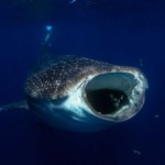 whale shark feed