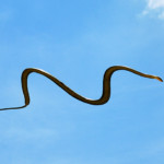 Flying_Snake