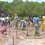 Mangrove tree planting