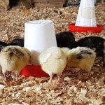 chicks feeding