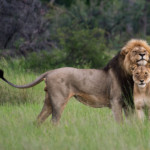 Lions in an African jungle