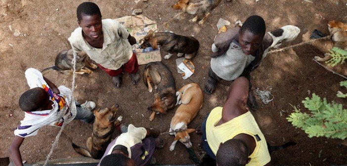 Rabies kill three in Zvimba - New Ziana